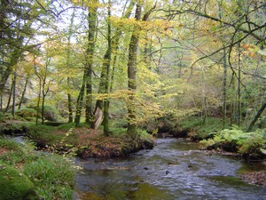 Le petit gite se trouve a proximit� des rivi�res, lacs poissonneux et for�ts